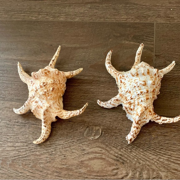 Chiragra Spider Conch Seashell - Picture 1 of 11